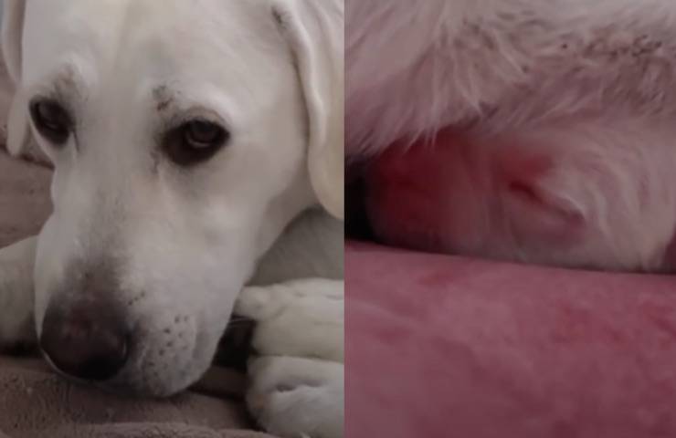 labrador protegge cucciola debole 