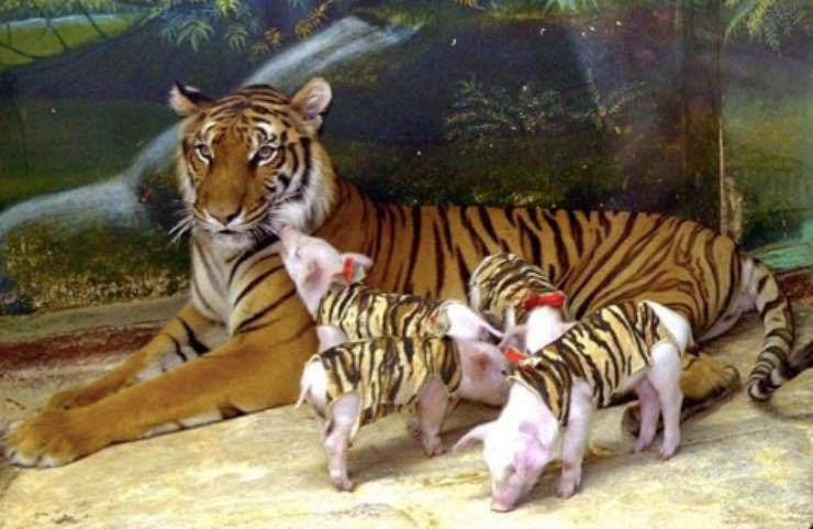 tigre cuccioli adottivi peculiari 