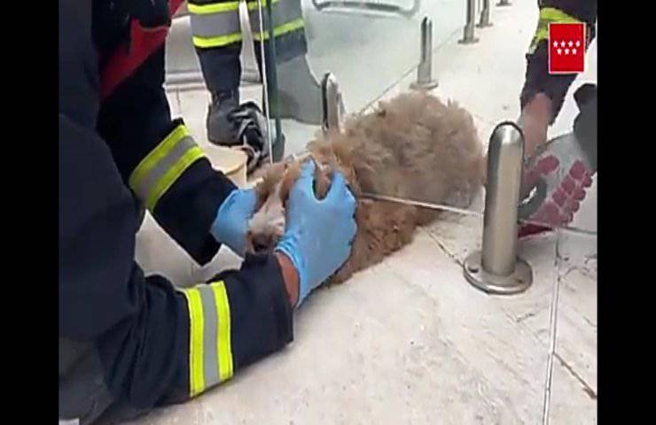 Un Cucciolo incastrato sotto un vetro l'eroico salvataggio commuove il web