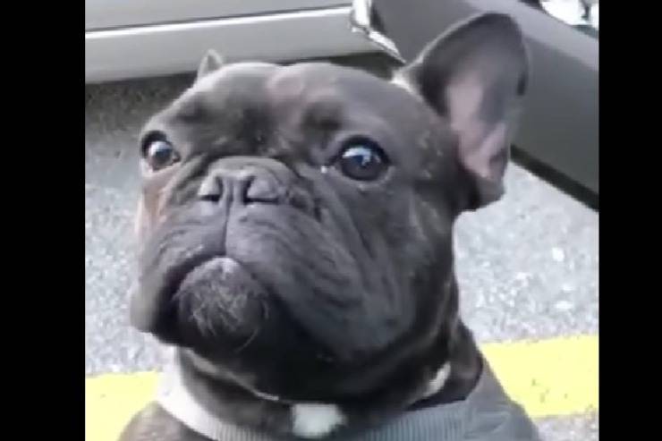 riportano il cane dopo averlo rapito