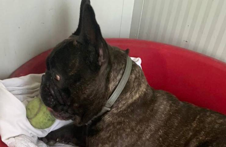 riportano indietro cane