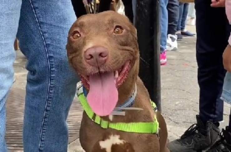 cane ritrovato durante evento adozione