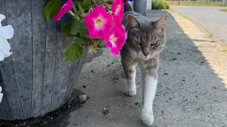 gattina abbandonata più volte
