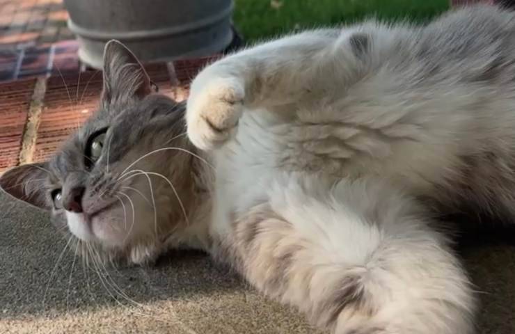 gatto trova casa dopo anni