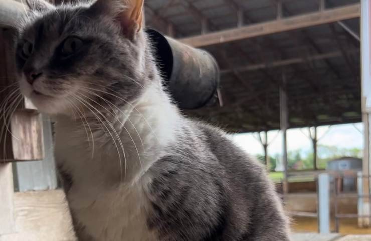 gattina vuole stare all'aperto