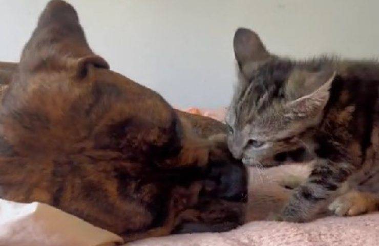 cane fa amicizia con gattino