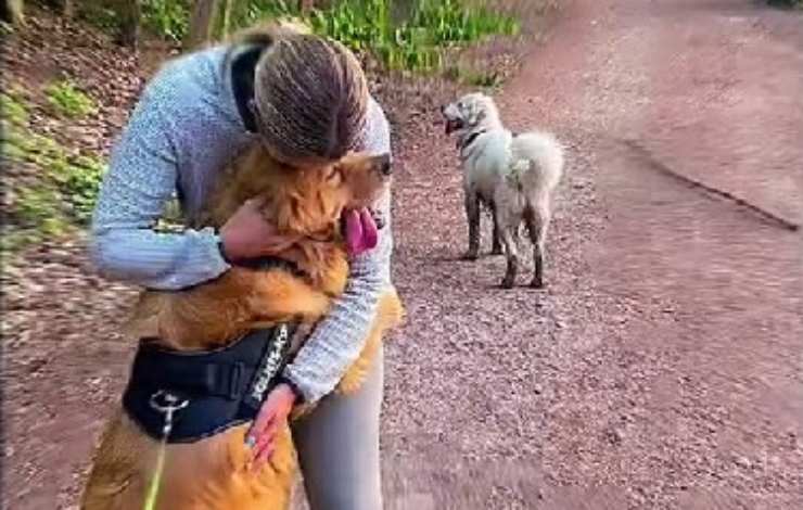 cane salvato da macello