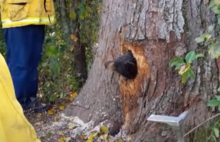 orso pericolo testa bloccata 