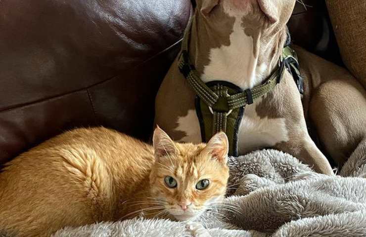 cane cieco e gatto arancione