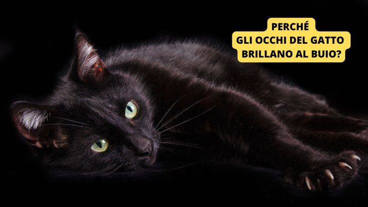 gatto nero 