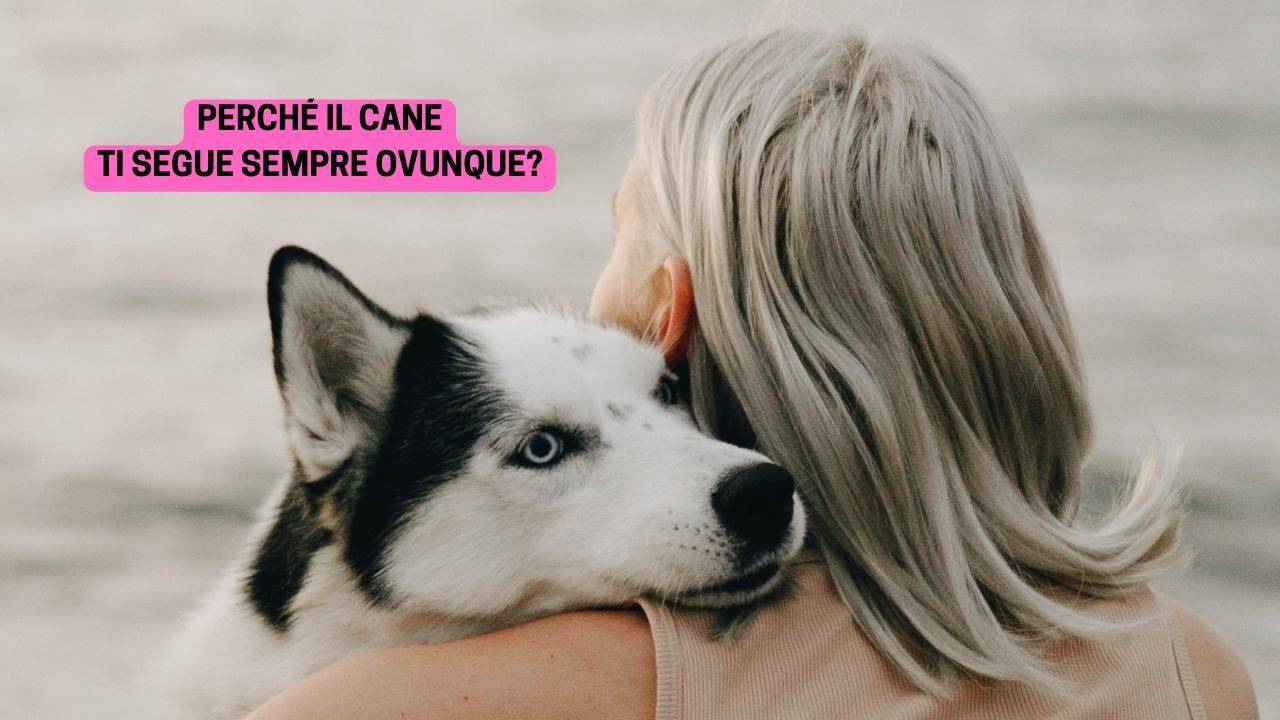 Il cane ti segue sempre ovunque? Ecco perché lo fa