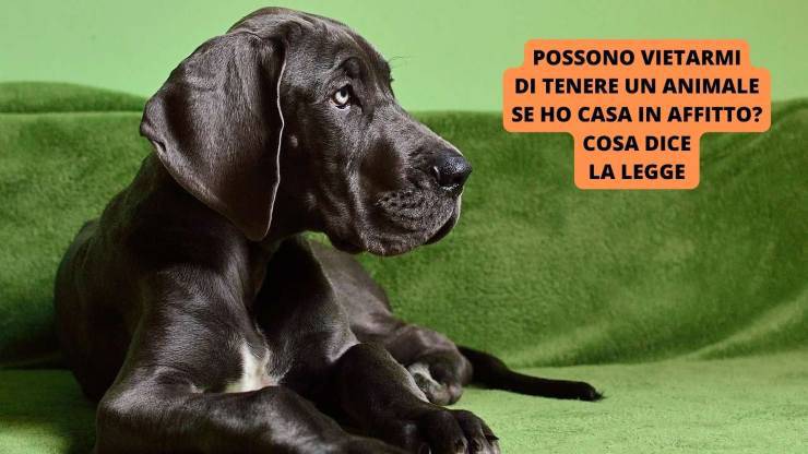 cane sul divano 