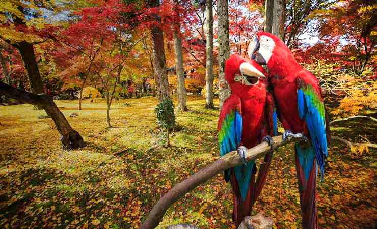 pappagalli dei tropici