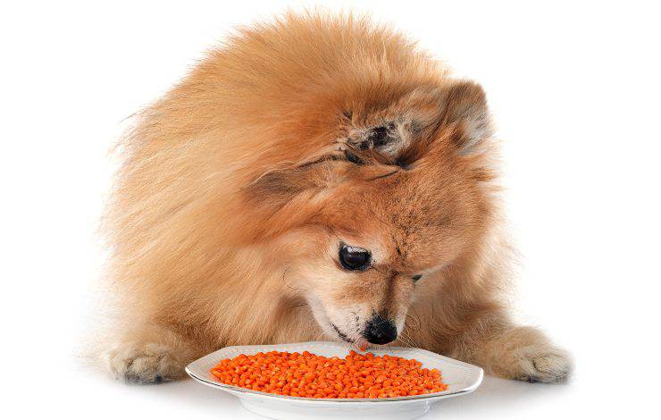 cane mangia lenticchie
