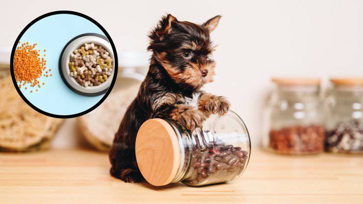 legumi per il cane