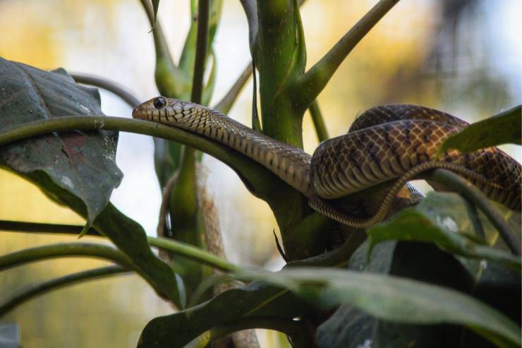 Come comportarsi se trovi un serpente