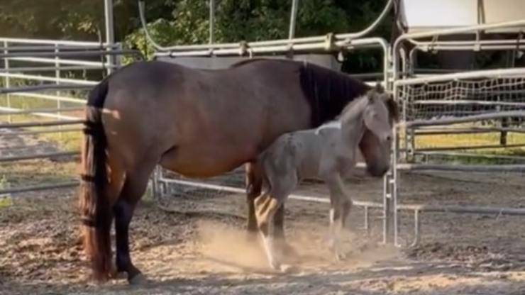 cavallo dagli occhi azzurri