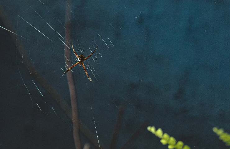 Ragno sulla ragnatela