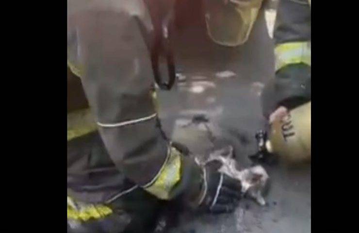 Gatto salvato da un incendio devastante rischia la vita