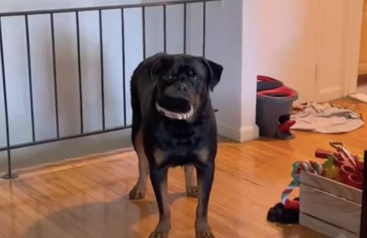 cane rottweiler porta spazzola 