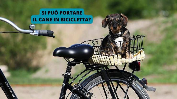 cane sulla bicicletta 