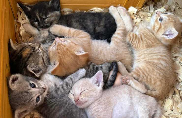 gattini trovati nel pollaio