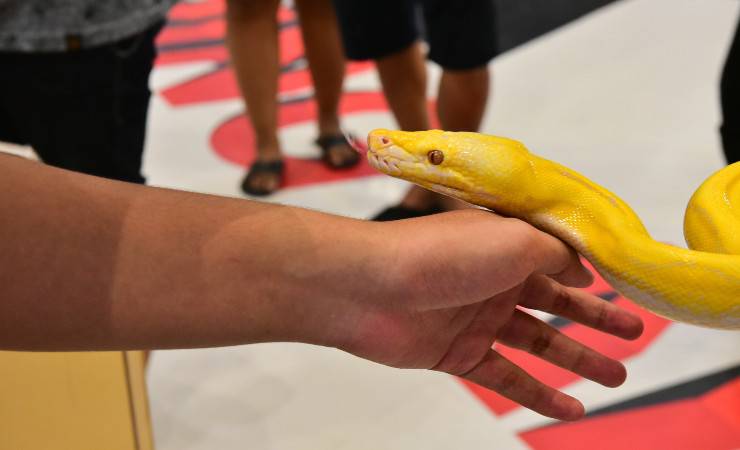 serpente albino