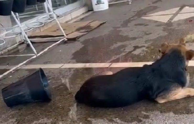 cane reagisce colpo calore