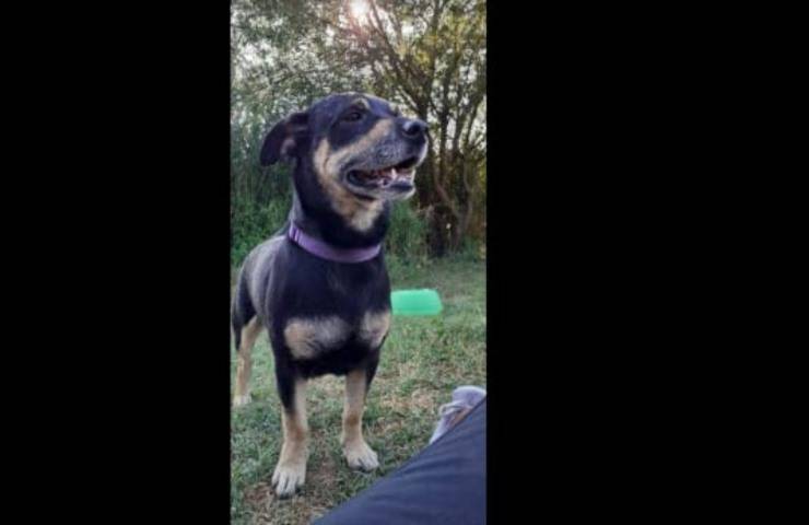 Dopo l'incidente in autostrada il cane sparisce nel nulla proprietari disperati lo cercano
