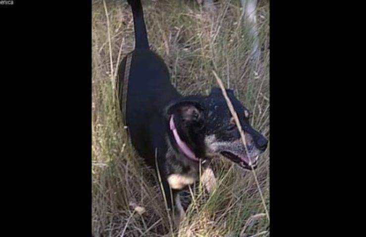 Dopo l'incidente in autostrada il cane sparisce nel nulla proprietari disperati lo cercano