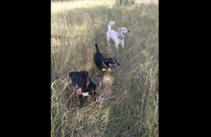 Dopo l'incidente in autostrada il cane sparisce nel nulla proprietari disperati lo cercano