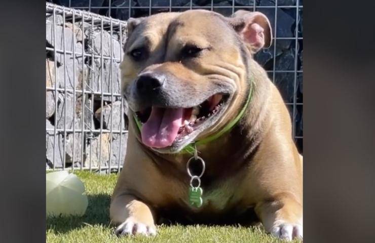 Staffordshire bull terrier