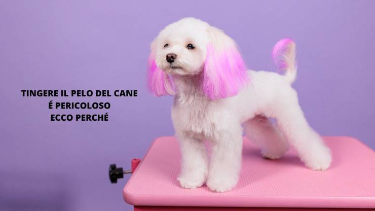 perro peludo rosa 