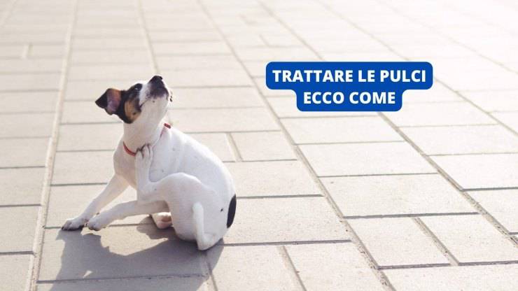 Cane con le pulci