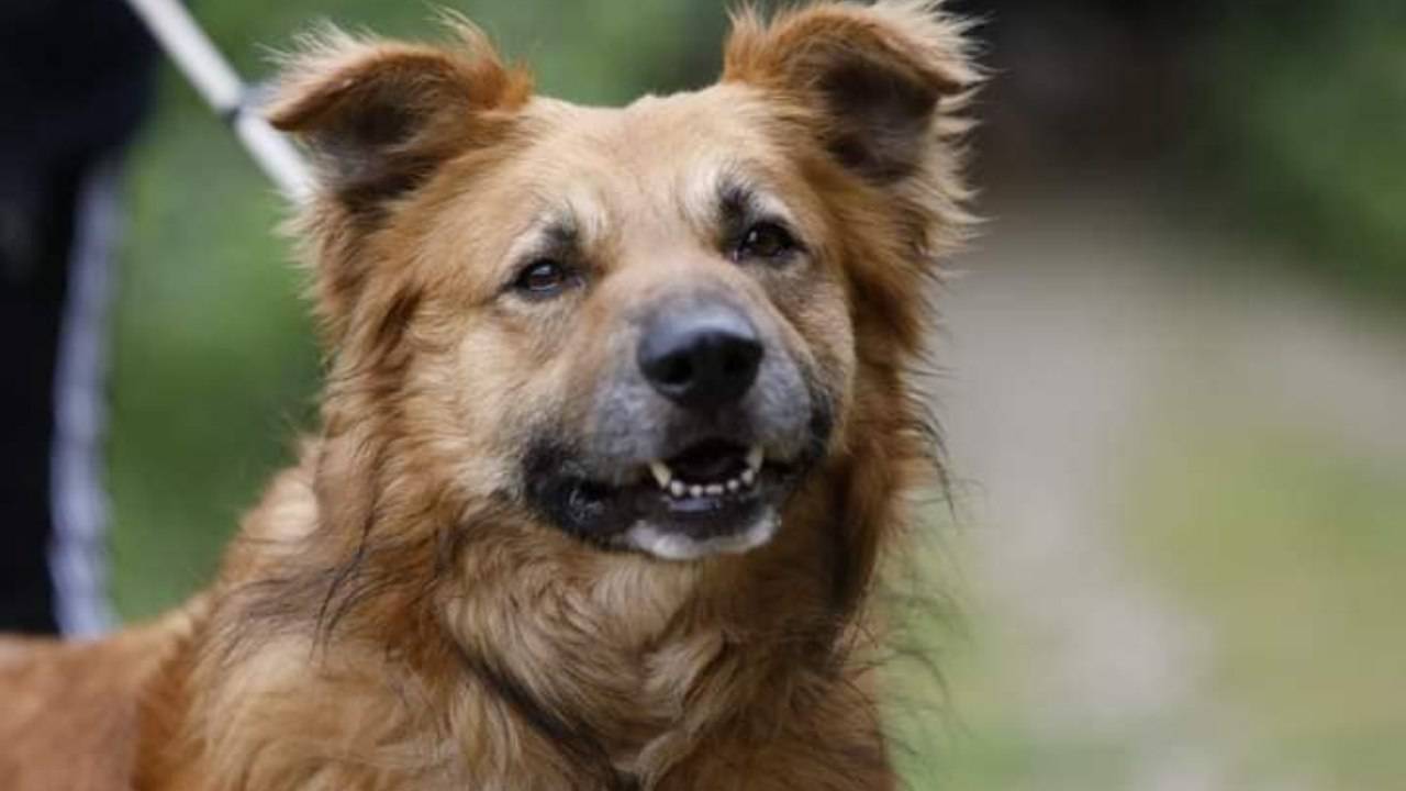 Il dramma del cane Teo, chiuso in canile dopo anni di amore con il padrone