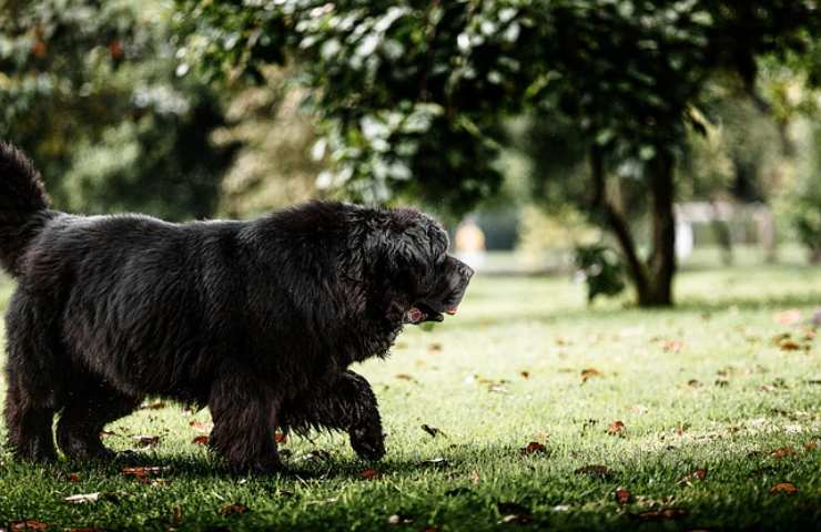 Dopo 4 mesi si accorge dello scambio , il cane non è il suo