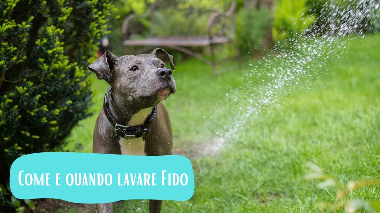 Come e quando lavare il cane quante volte bisogna farlo e quali i prodotti