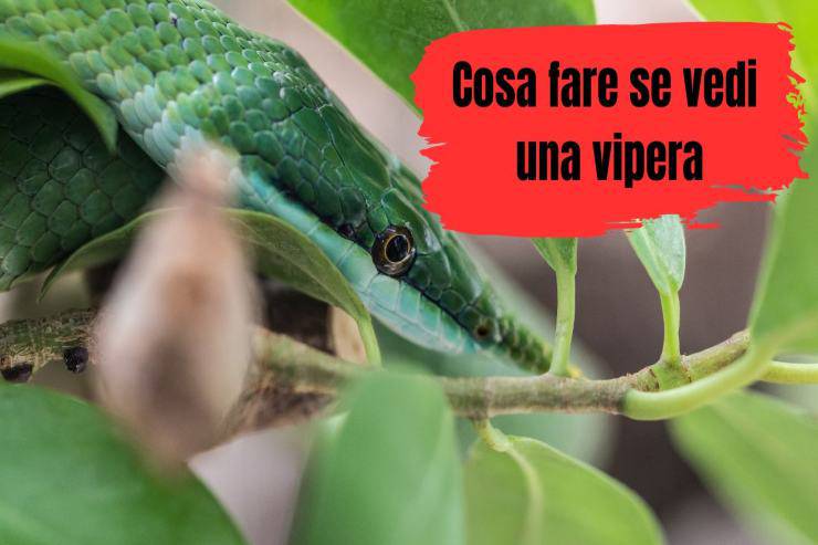 Cosa fare se vedi la vipera