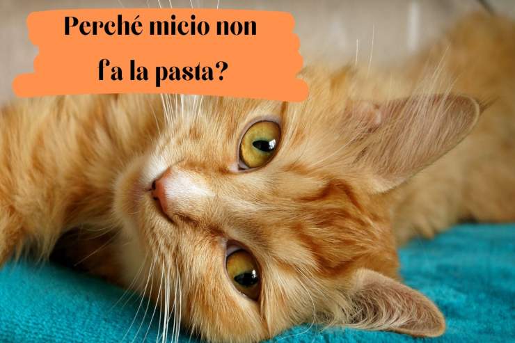 Il micio non fa la pasta