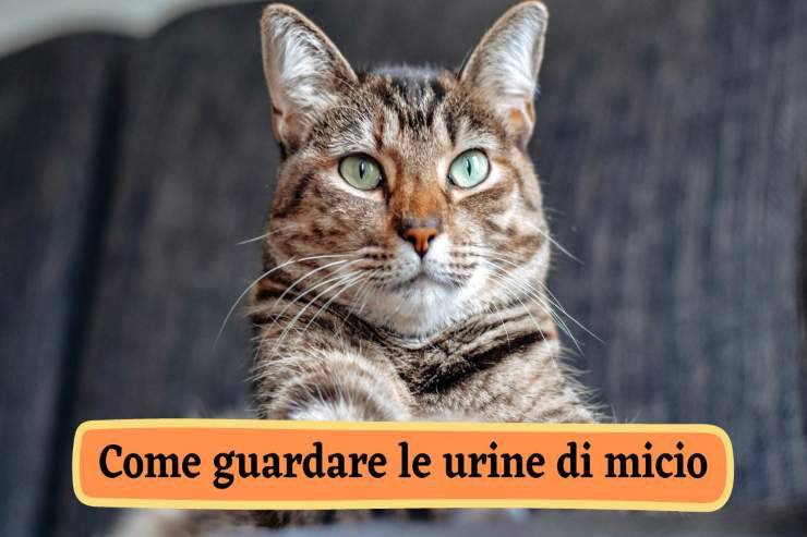 Come guardare le urine del felino