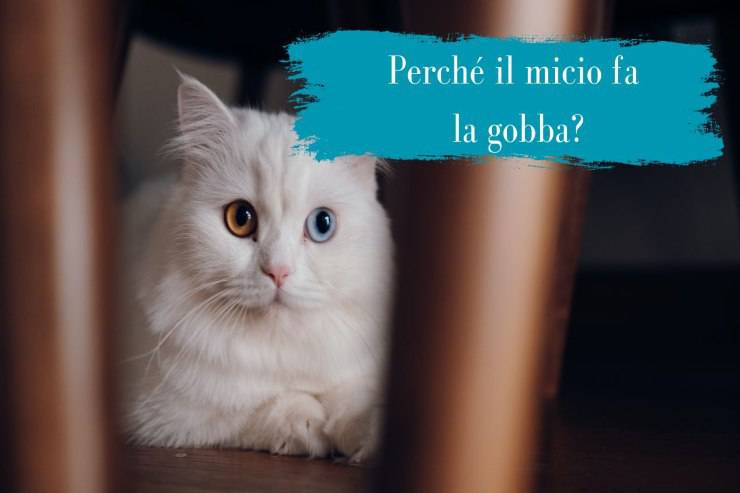 Se il felino fa la gobba