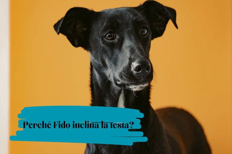 Fido inclina la testa