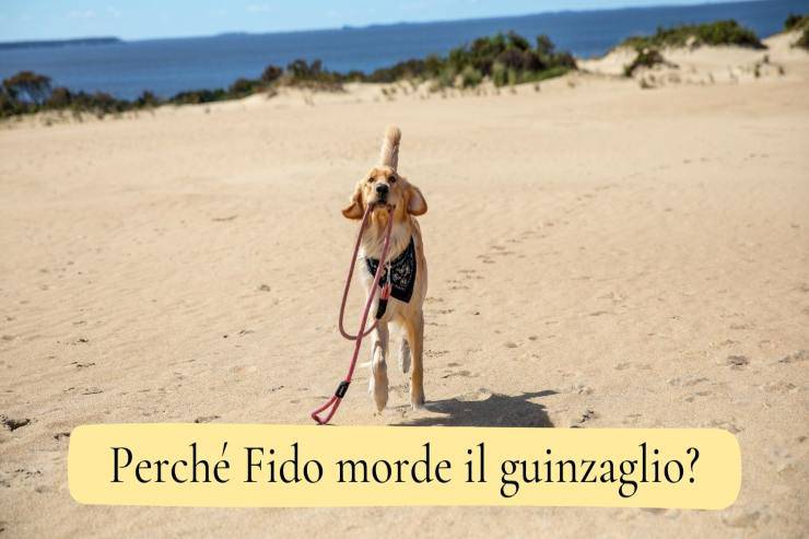 Fido morde il guinzaglio