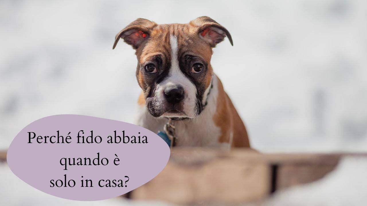 Il cane abbaia quando resta solo a casa i consigli utili per farlo
