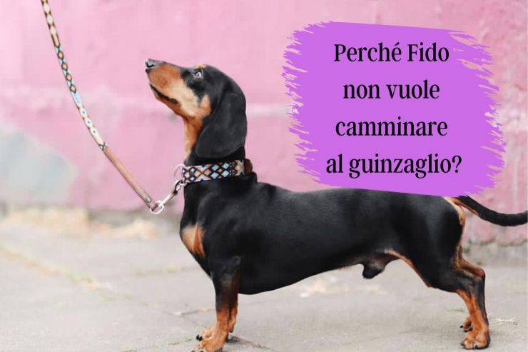 Fido rifiuta il guinzaglio e non cammina