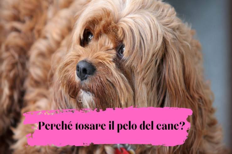 Perché tosare il pelo di fido