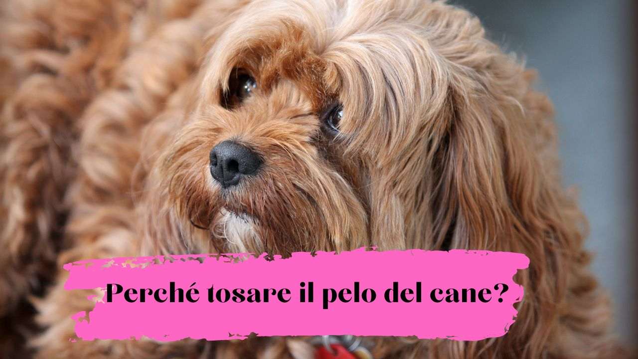 integratori per il pelo del cane