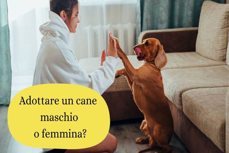 Adottare fido maschio o femmina