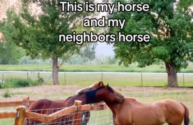 cavalli affettuoso vicinato fattoria 