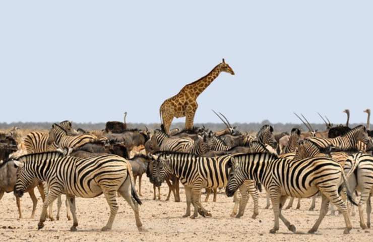 giraffe specie vicina estinzione 